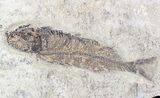 Diplomystus and Knightia Fossil Fish Plate - x #20822-4
